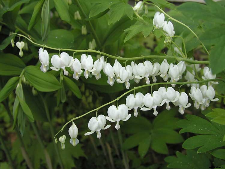 Bleeding Heart Flower: Dicentra Spectabilis Care