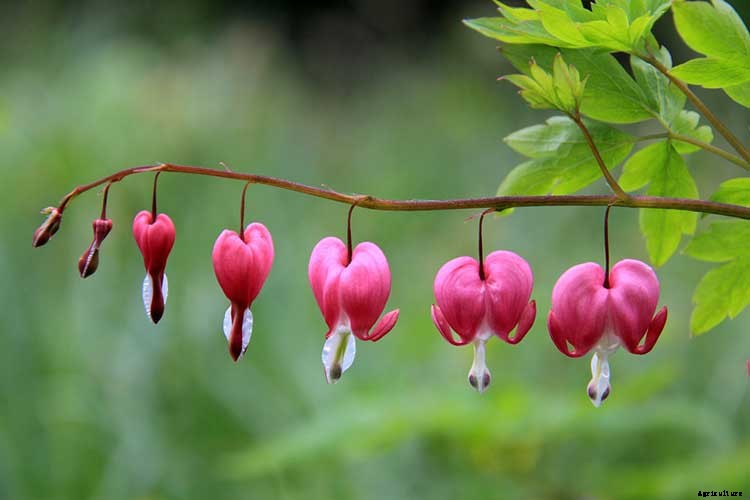 Bleeding Heart Flower: Dicentra Spectabilis Care