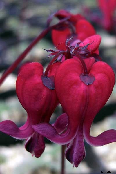 Bleeding Heart Flower: Dicentra Spectabilis Care