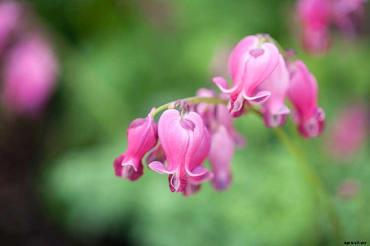 Bleeding Heart Flower: Dicentra Spectabilis Care
