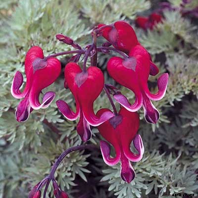 Bleeding Heart Flower: Dicentra Spectabilis Care