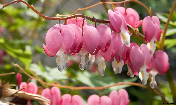 Bleeding Heart Flower: Dicentra Spectabilis Care