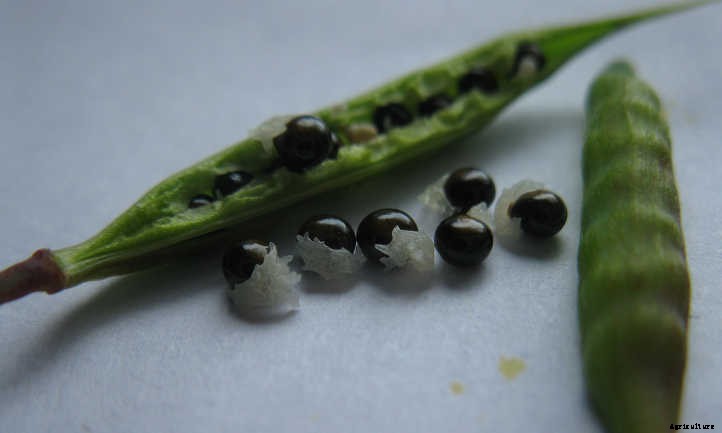 Bleeding Heart Flower: Dicentra Spectabilis Care