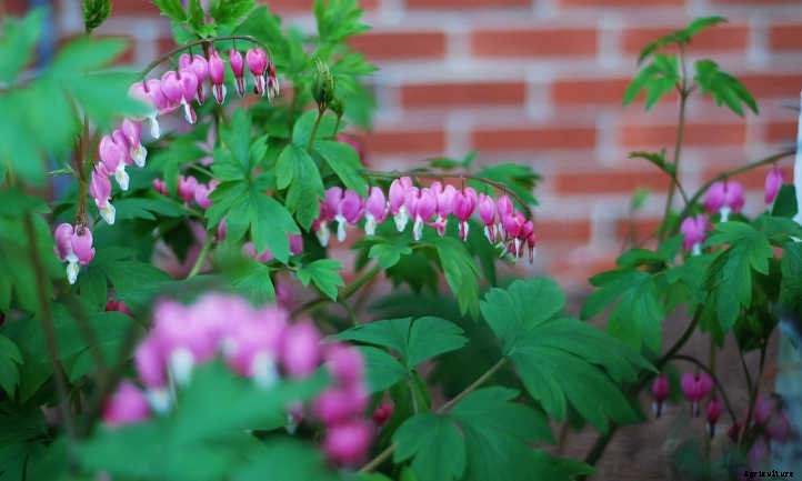 Bleeding Heart Flower: Dicentra Spectabilis Care