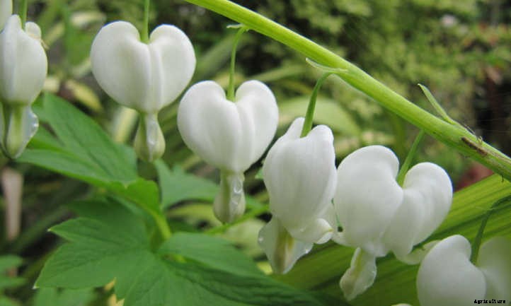 Bleeding Heart Flower: Dicentra Spectabilis Care
