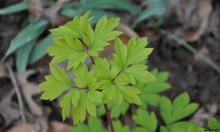 Bleeding Heart Flower: Dicentra Spectabilis Care