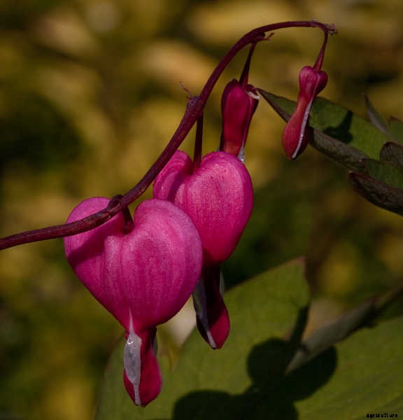 Bleeding Heart Flower: Dicentra Spectabilis Care