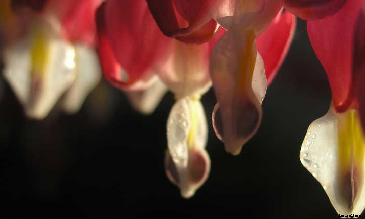Bleeding Heart Flower: Dicentra Spectabilis Care