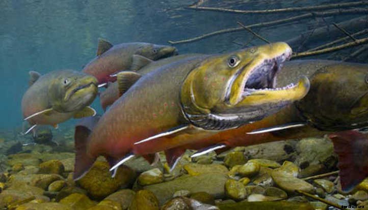 Fish Fertilizer: What It Is And How To Use It