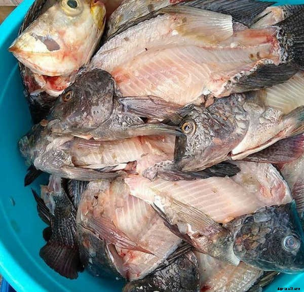 Fish Fertilizer: What It Is And How To Use It