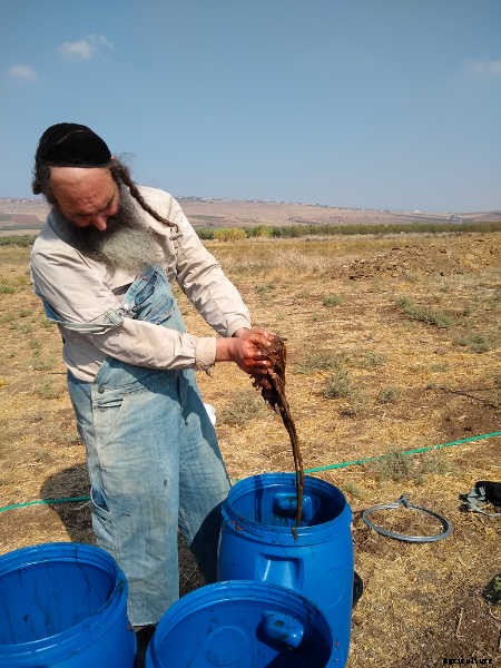 Fish Fertilizer: What It Is And How To Use It