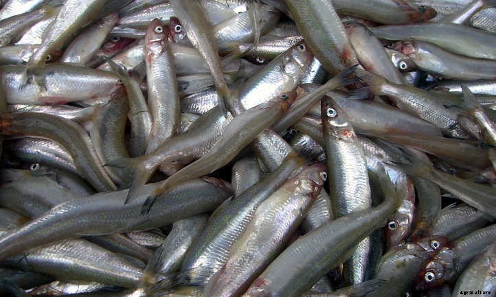 Fish Fertilizer: What It Is And How To Use It