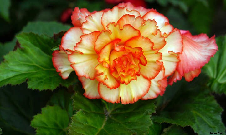 Begonias: Bountiful, Beautiful Flowers And Foliage