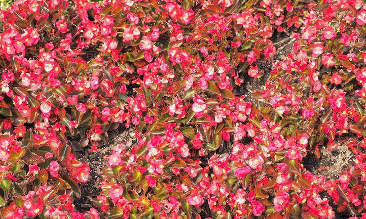 Begonias: Bountiful, Beautiful Flowers And Foliage