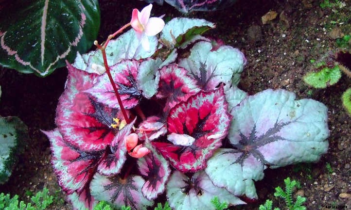 Begonias: Bountiful, Beautiful Flowers And Foliage