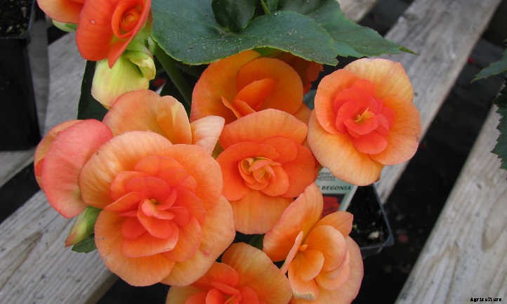 Begonias: Bountiful, Beautiful Flowers And Foliage