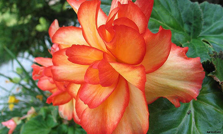 Begonias: Bountiful, Beautiful Flowers And Foliage