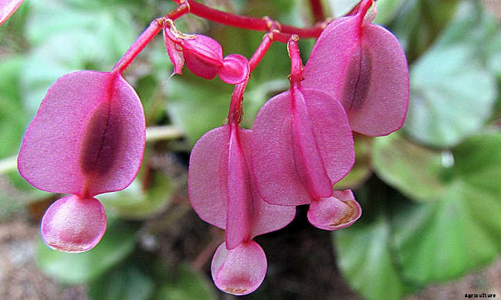 Begonias: Bountiful, Beautiful Flowers And Foliage