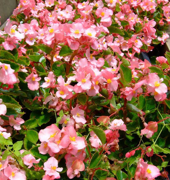 Begonias: Bountiful, Beautiful Flowers And Foliage