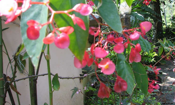 Begonias: Bountiful, Beautiful Flowers And Foliage