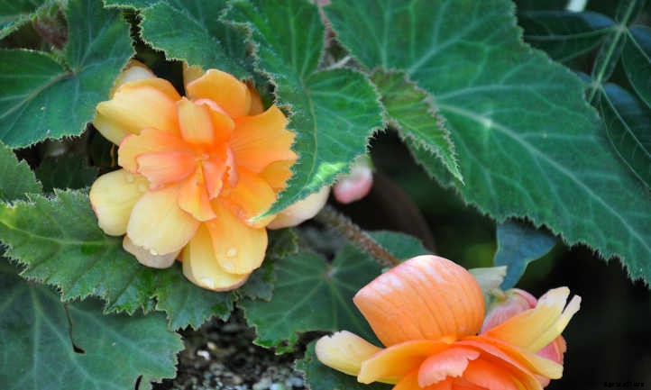 Begonias: Bountiful, Beautiful Flowers And Foliage