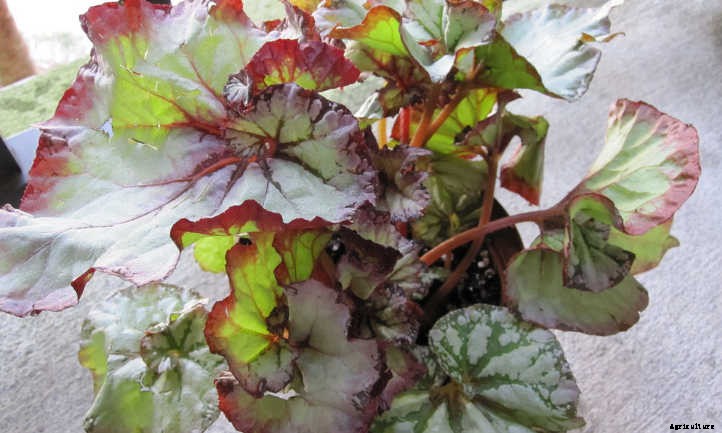 Begonias: Bountiful, Beautiful Flowers And Foliage