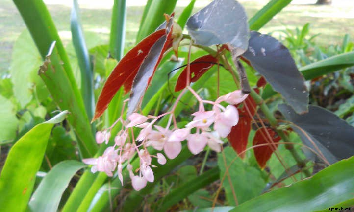 Begonias: Bountiful, Beautiful Flowers And Foliage