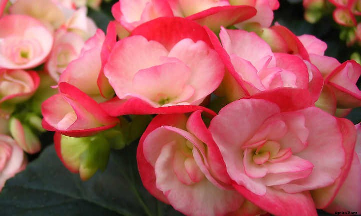Begonias: Bountiful, Beautiful Flowers And Foliage