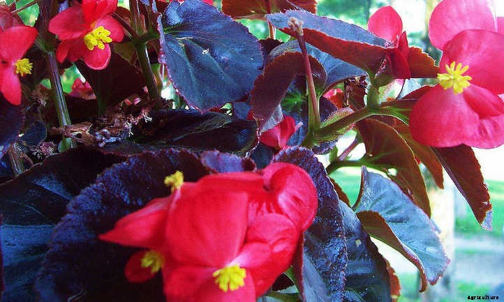 Begonias: Bountiful, Beautiful Flowers And Foliage