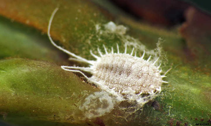 Begonias: Bountiful, Beautiful Flowers And Foliage