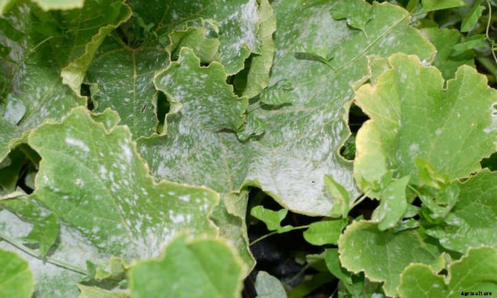 Begonias: Bountiful, Beautiful Flowers And Foliage