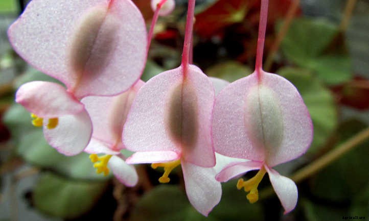 Begonias: Bountiful, Beautiful Flowers And Foliage