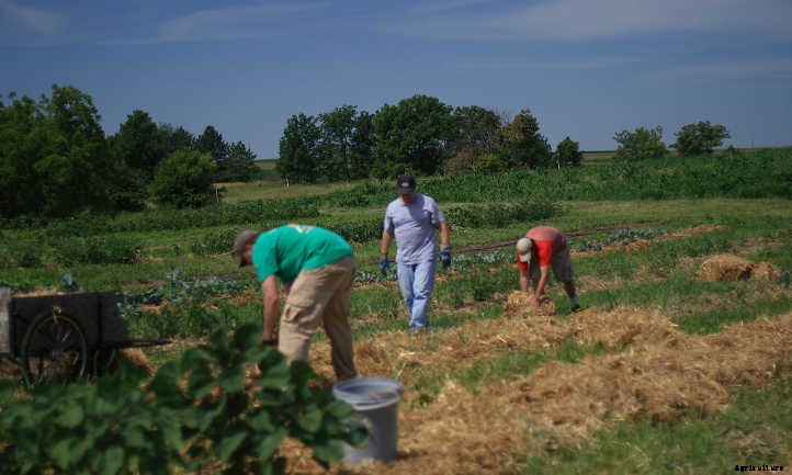 Back To Eden Gardening: Rich Soil Done Nature’s Way