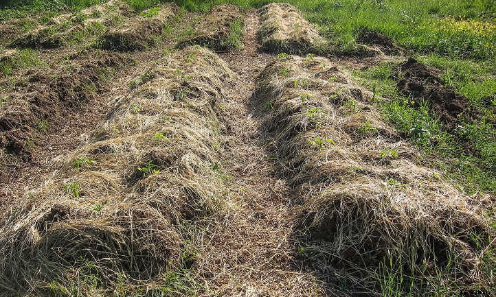 Back To Eden Gardening: Rich Soil Done Nature’s Way