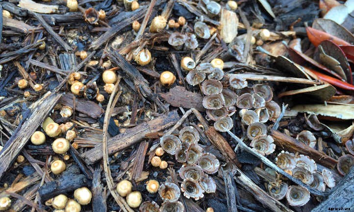 Back To Eden Gardening: Rich Soil Done Nature’s Way