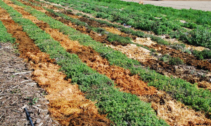 Back To Eden Gardening: Rich Soil Done Nature’s Way