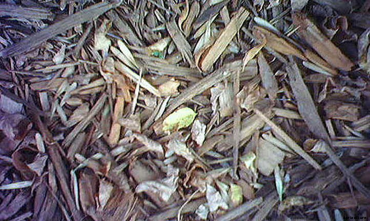 Back To Eden Gardening: Rich Soil Done Nature’s Way