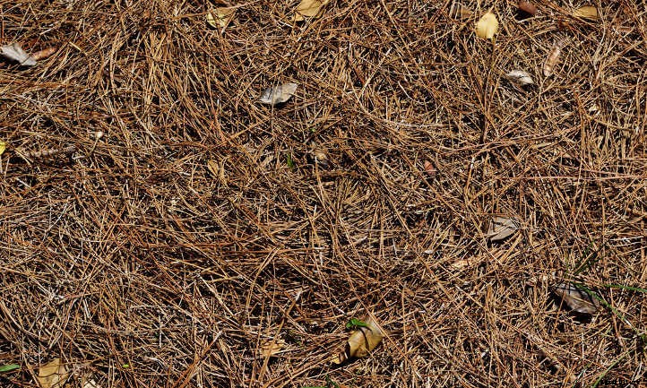 Back To Eden Gardening: Rich Soil Done Nature’s Way