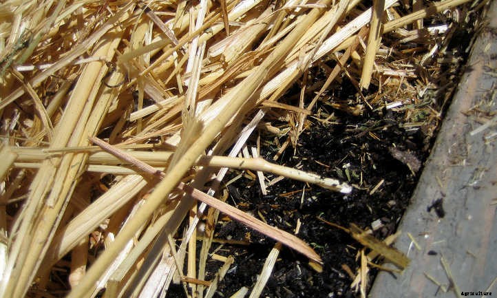 Back To Eden Gardening: Rich Soil Done Nature’s Way