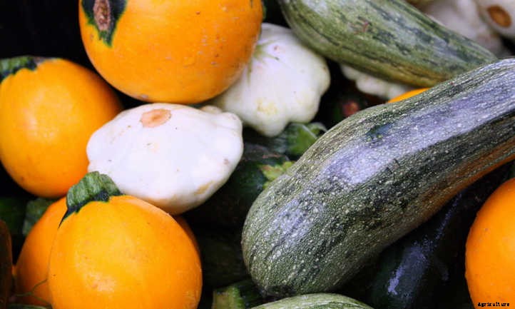 Summer Squash From A To Zucchini: Best Types And How To Grow Them