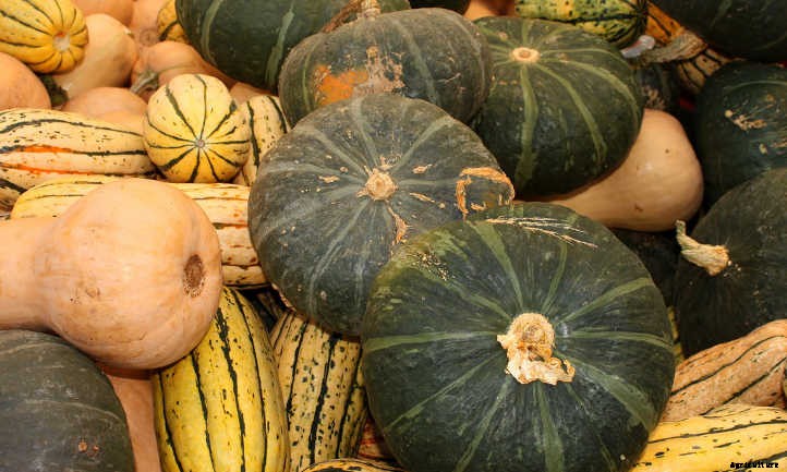 Summer Squash From A To Zucchini: Best Types And How To Grow Them