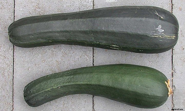 Summer Squash From A To Zucchini: Best Types And How To Grow Them