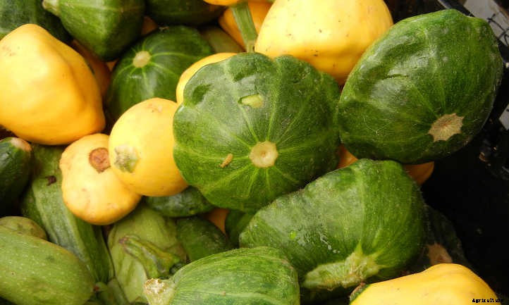 Summer Squash From A To Zucchini: Best Types And How To Grow Them