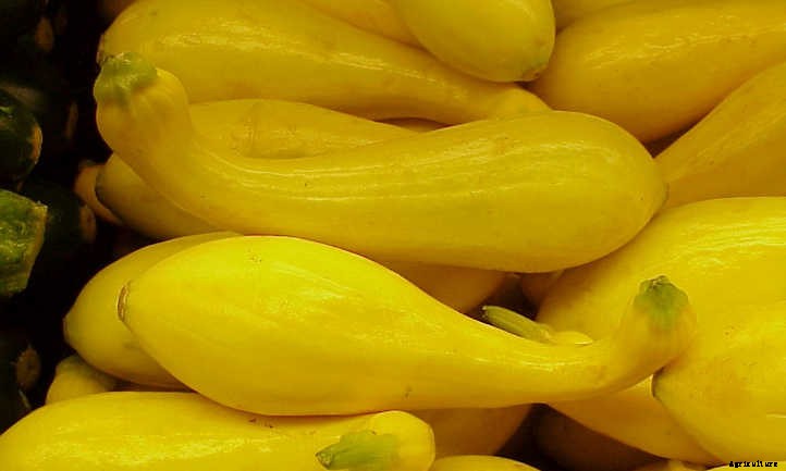 Summer Squash From A To Zucchini: Best Types And How To Grow Them