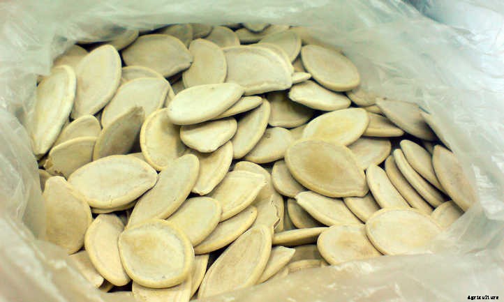 Summer Squash From A To Zucchini: Best Types And How To Grow Them