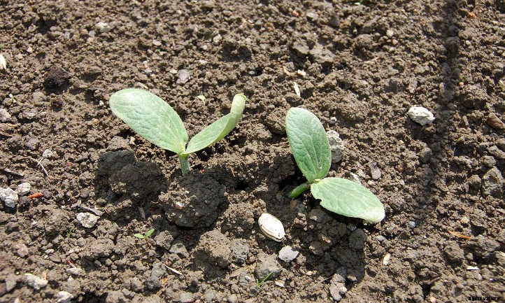 Summer Squash From A To Zucchini: Best Types And How To Grow Them