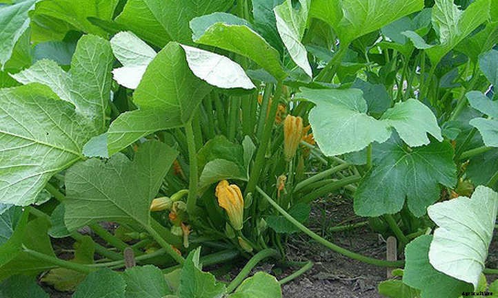Summer Squash From A To Zucchini: Best Types And How To Grow Them