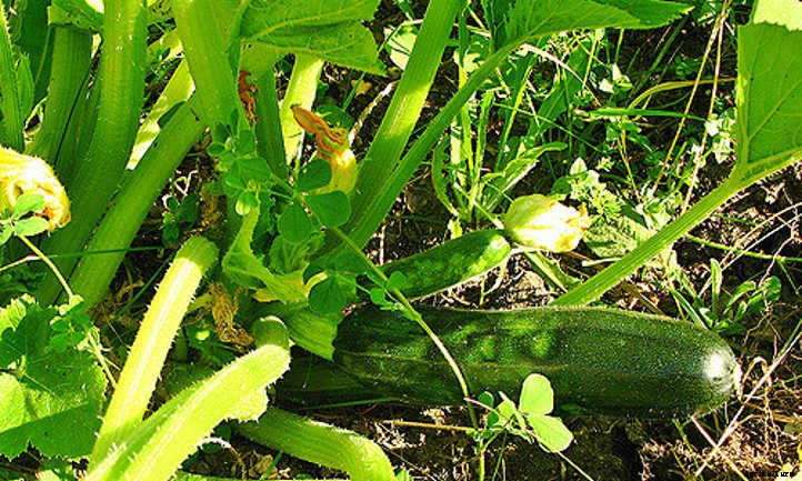 Summer Squash From A To Zucchini: Best Types And How To Grow Them