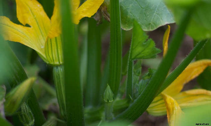 Summer Squash From A To Zucchini: Best Types And How To Grow Them