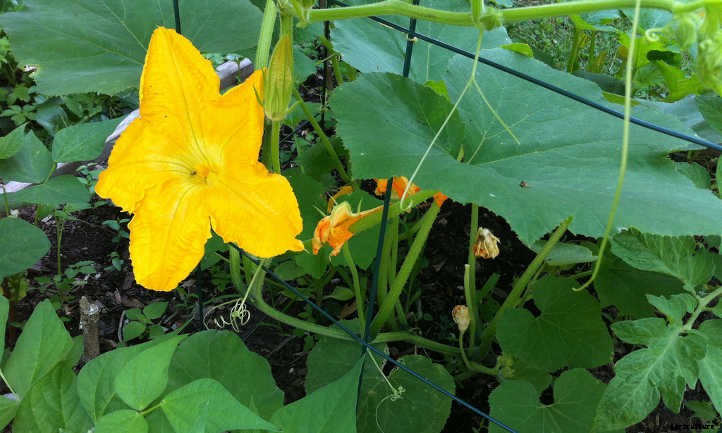 Summer Squash From A To Zucchini: Best Types And How To Grow Them